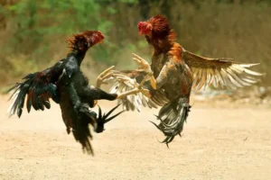 Đánh Giá Trải Nghiệm Đá Gà FUN88: Hấp Dẫn Đến Từng Phút Giây