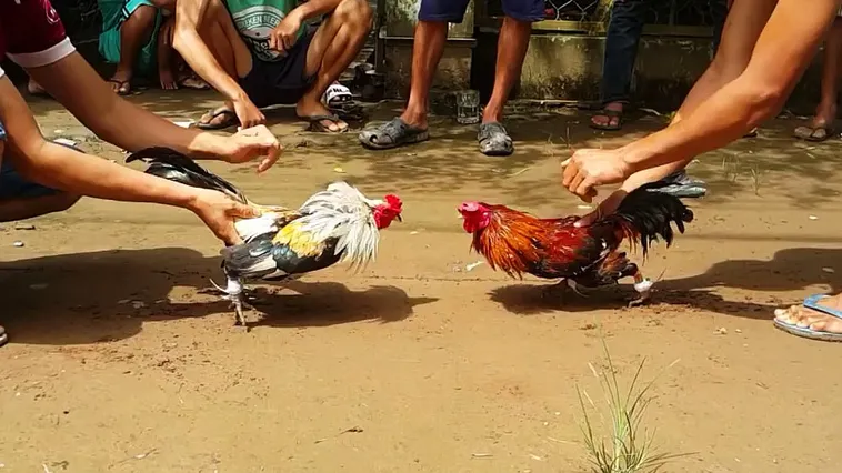 Đánh Giá Trải Nghiệm Đá Gà FUN88: Hấp Dẫn Đến Từng Phút Giây 2 Đánh Giá Trải Nghiệm Đá Gà FUN88: Hấp Dẫn Đến Từng Phút Giây